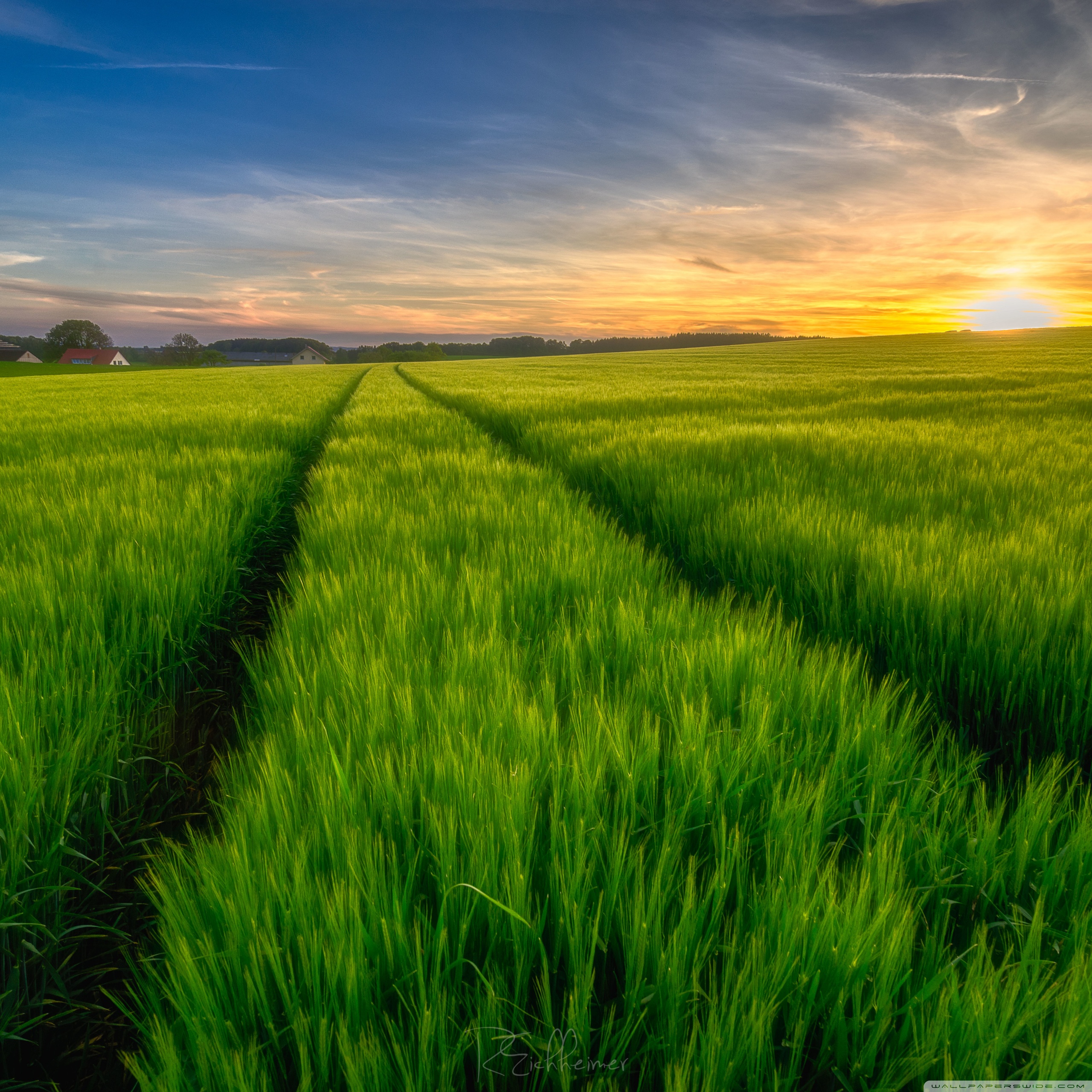 Green Field Spring Nature Beauty Wallpaper - HD Wallpapers Backgrounds Images